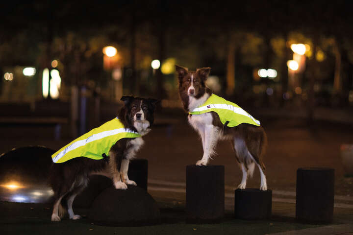 TRIXIE Sicherheitsweste für Hunde